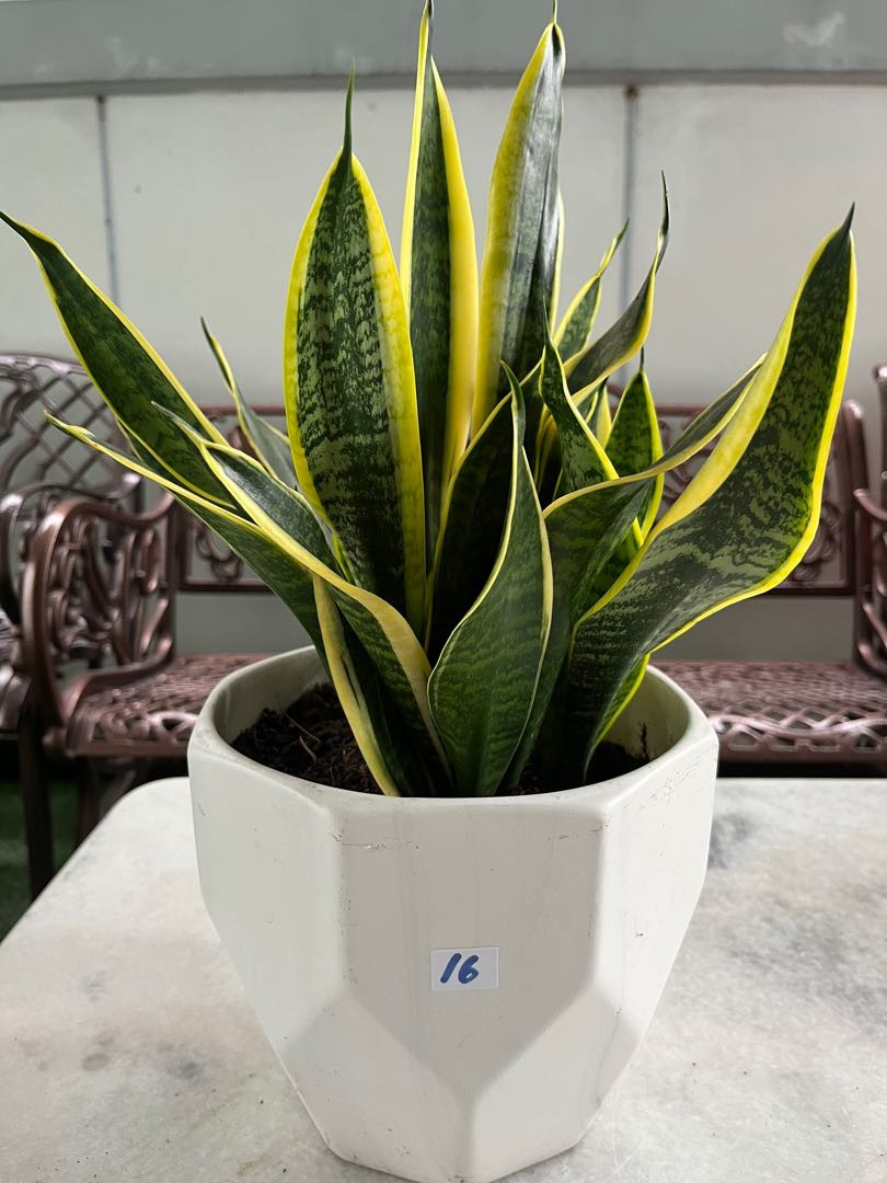 Snake Plant, Furniture & Home Living, Gardening, Pots & Planters