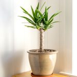 Spineless Yucca: Plant Care & Growing Guide