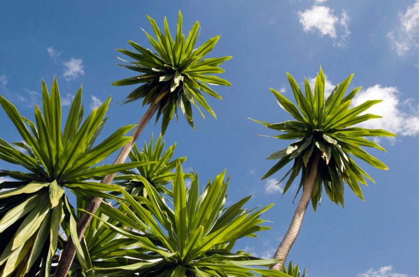  Yucca Elephantipes Plant