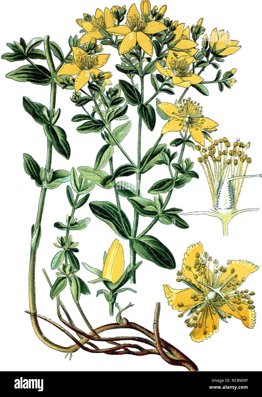 St. John'S Wort (Hypericum Perforatum), A Medicinal Plant