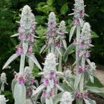 Stachys Byzantina – Wikipedia