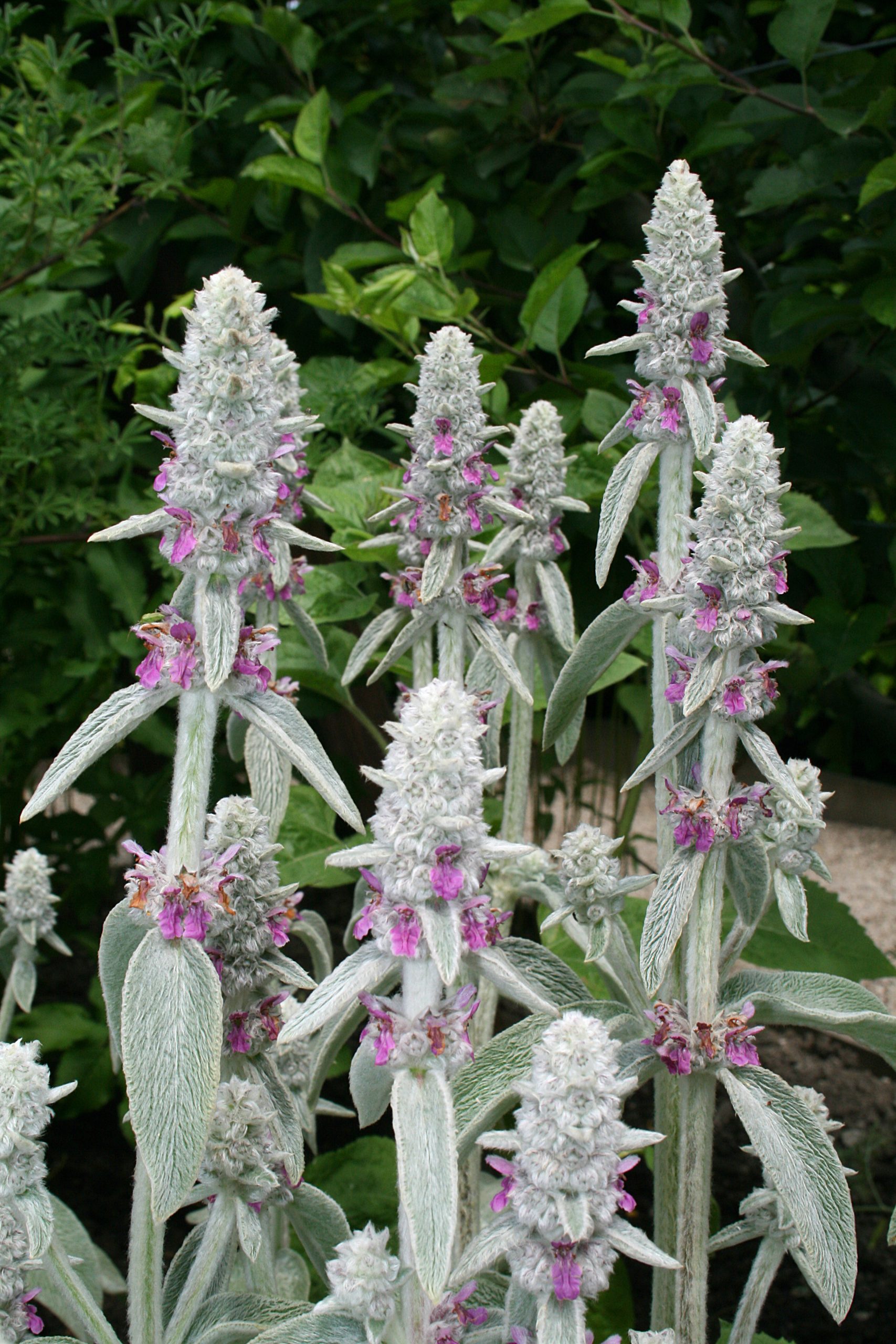 Stachys Byzantina - Wikipedia