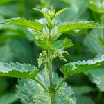 Stinging Nettle: Benefits, Types, Uses, Pictures, And Supplements
