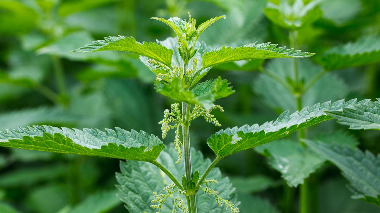 Stinging Nettle: Benefits, Types, Uses, Pictures, And Supplements