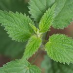 Stinging Nettle Extract Inhibits Sars Cov 2 Cell Fusion