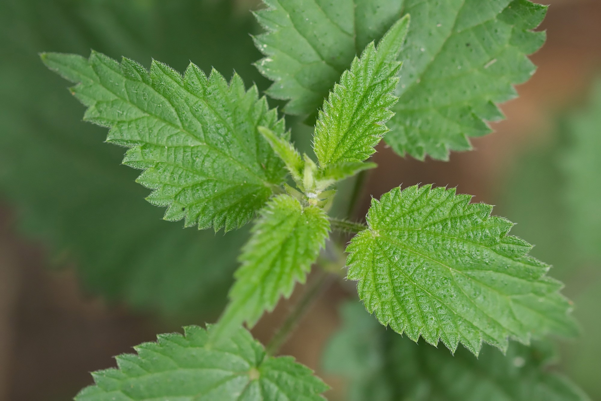 Stinging Nettle Extract Inhibits Sars Cov 2 Cell Fusion