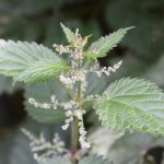 Stinging Nettle – Urtica Dioica – Plant & Pest Diagnostics