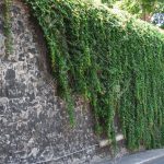 Stone Wall Decored With Green Ivy Plant Stock Photo, Picture And