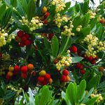 Strawberry Tree: Varieties, Cultivation &amp; Care - Plantura
