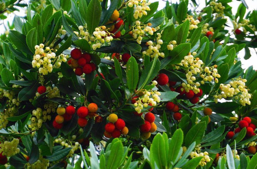  Strawberry Tree Plant