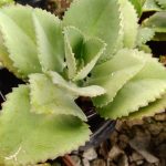 Succulent | Mother Of Thousands | Plant | Lazada