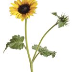 Suncredible® Yellow – Sunflower – Helianthus Hybrid | Proven Winners