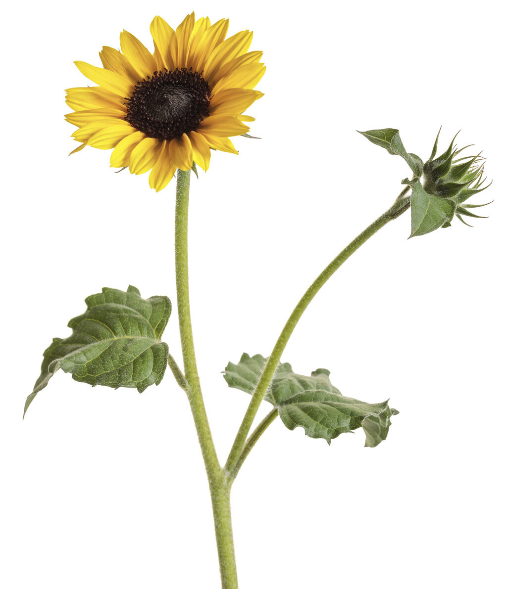 Suncredible® Yellow – Sunflower – Helianthus Hybrid | Proven Winners