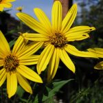 Sunflower | Description, Uses, & Facts | Britannica