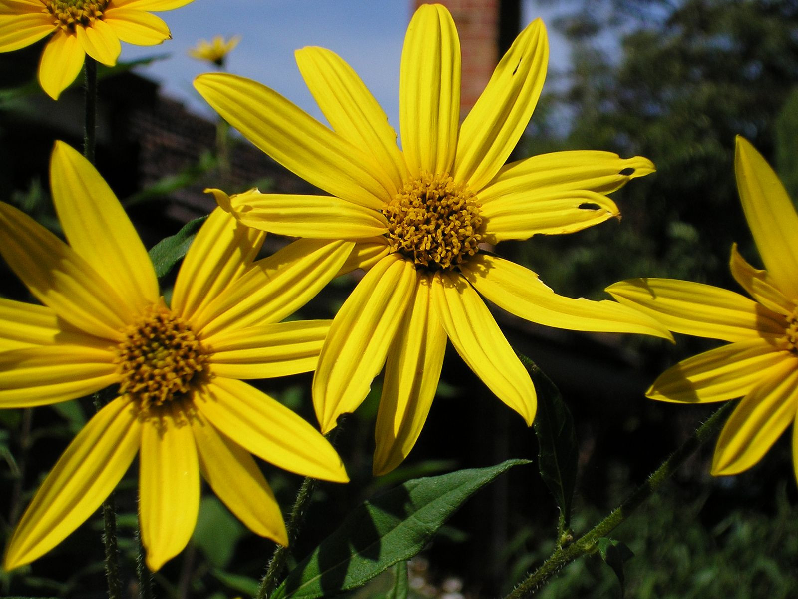 Sunflower | Description, Uses, & Facts | Britannica