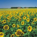 Sunflower | Description, Uses, & Facts | Britannica