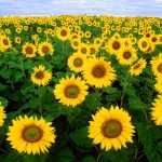 Sunflower (General) | Feedipedia