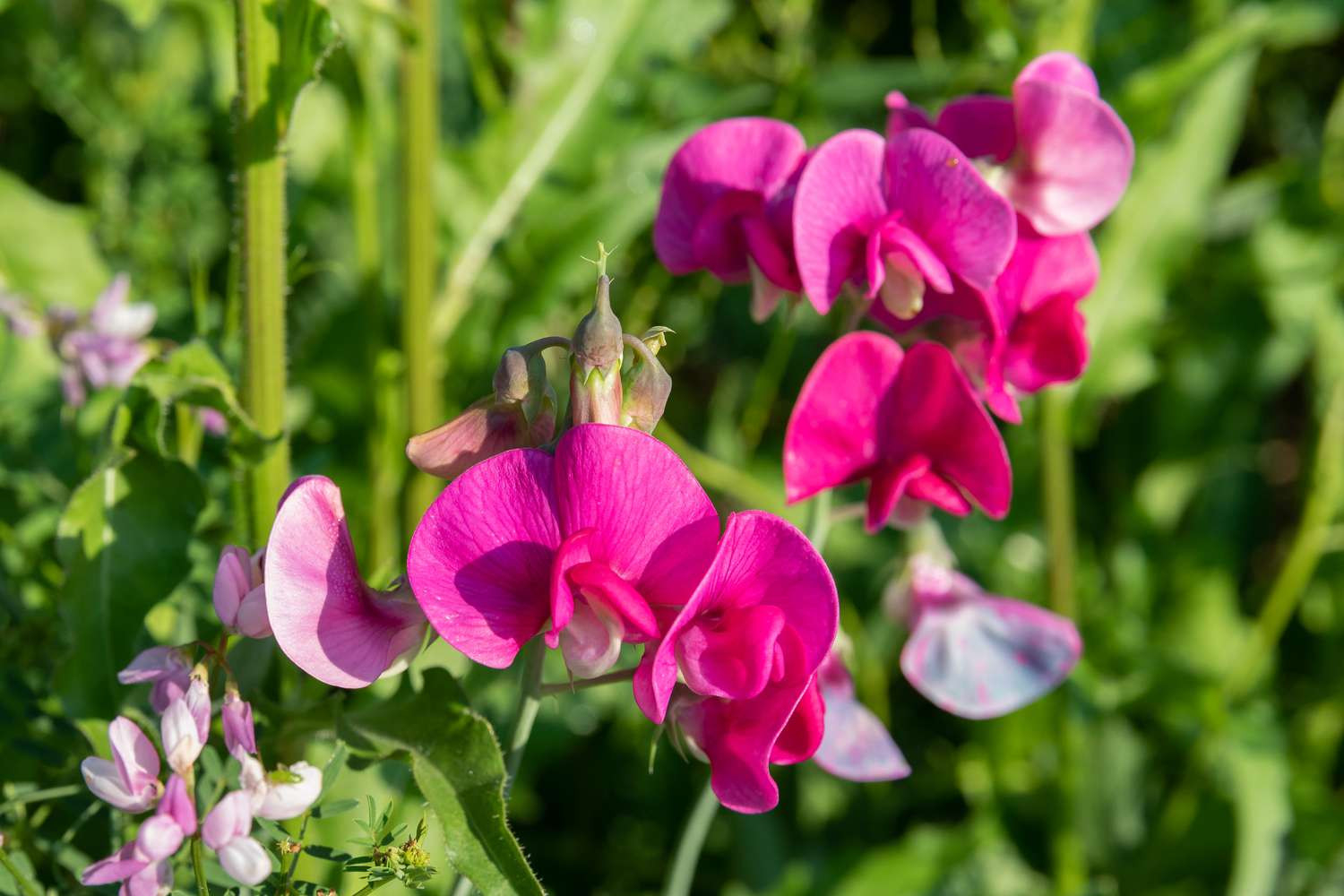 Sweet Pea Flowers: Planting, Care & Growing Guide