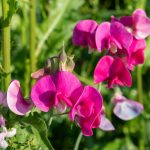 Sweet Pea Flowers: Planting, Care & Growing Guide