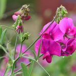 Sweet Pea | Plant | Britannica