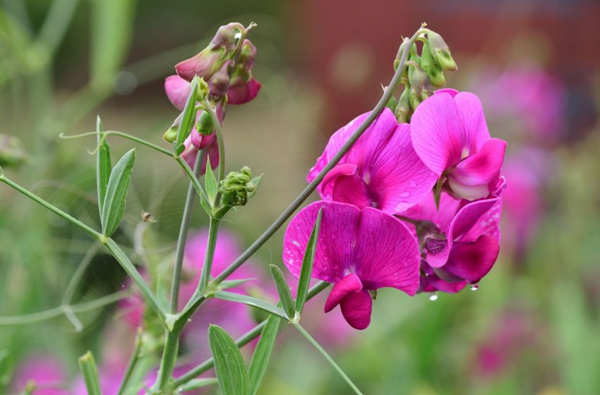  Sweet Pea Plant