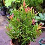 Syzygium (Lilly Pilly) Plant – Nestreeo