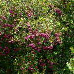 Syzygium Smithii - Wikipedia