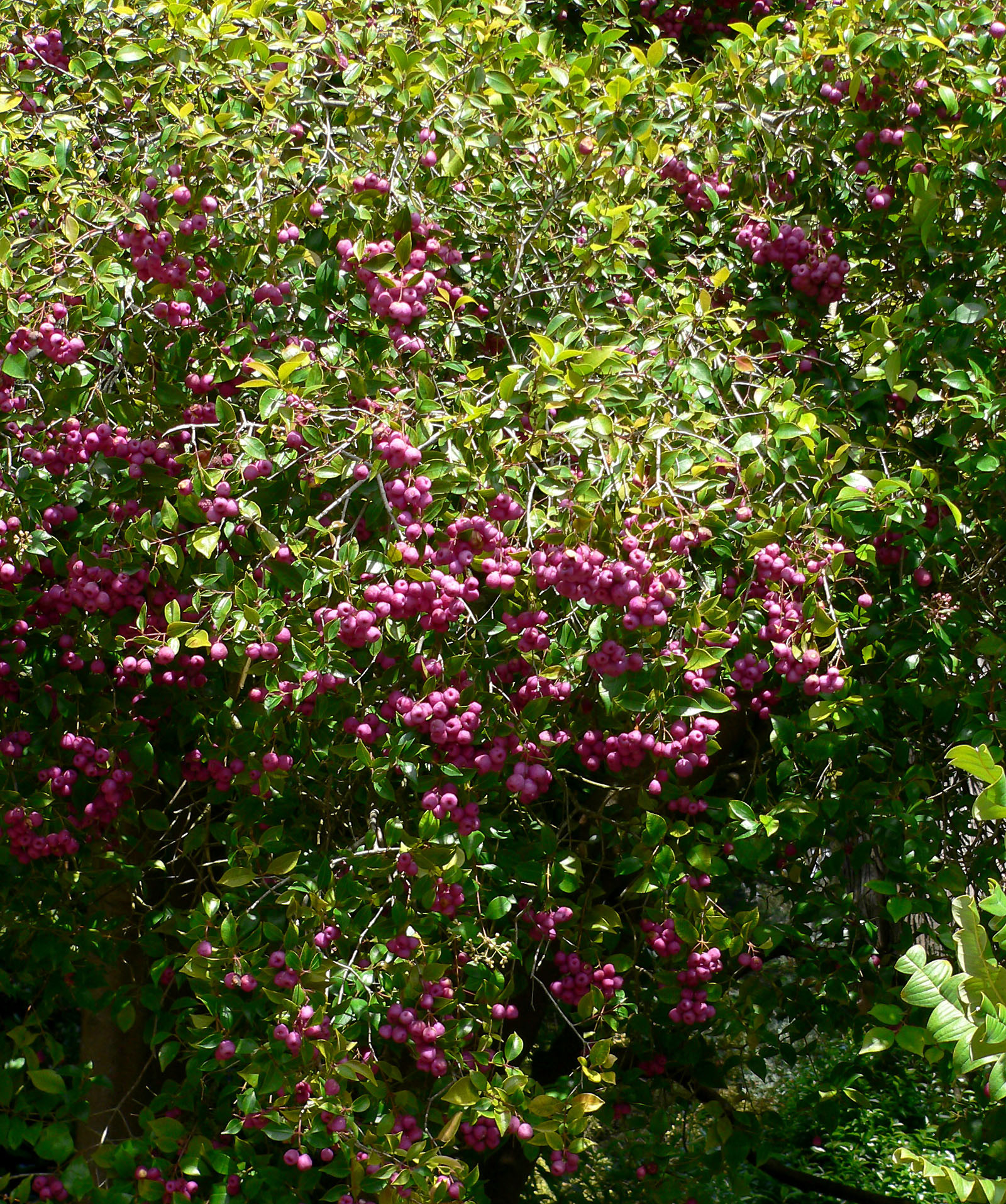 Syzygium Smithii – Wikipedia