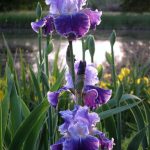 Tall Bearded Iris (Iris 'Fancy Dress') In The Irises Database