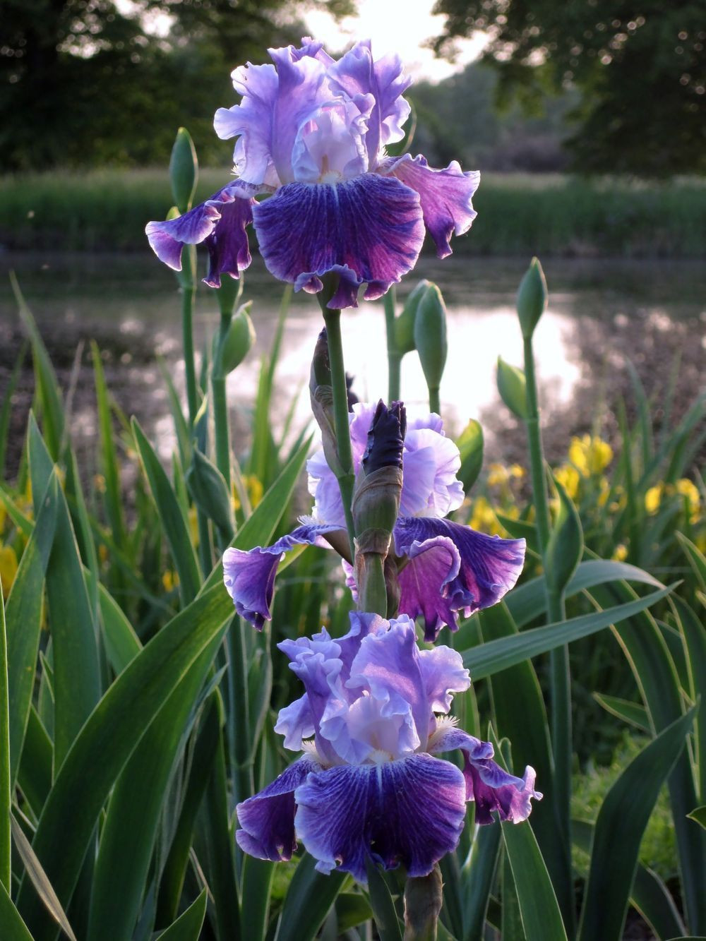 Tall Bearded Iris (Iris 'Fancy Dress') In The Irises Database