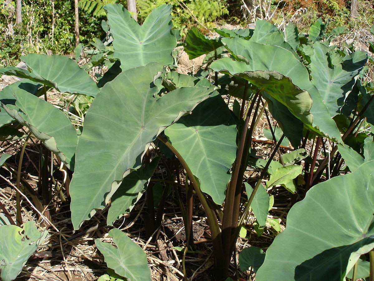 Taro – Wikipedia