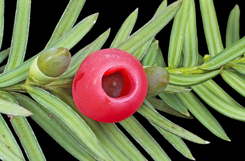  Yew Tree Plant