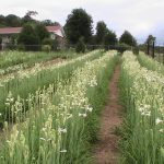 Tennessee Tuberoses | Tuberose Bulbs For Sale | A Blessing From