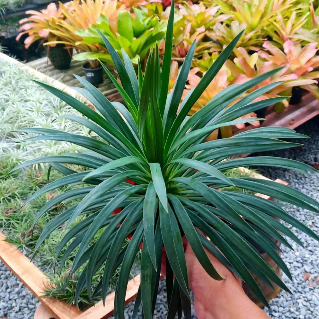 Thailand Yucca | Lazada