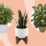 The 15 Best Places To Buy Fake Plants Online Of 2022 |The Spruce