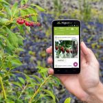 The 3 Best Free Plant Identification Apps | Stockslager Greenhouse