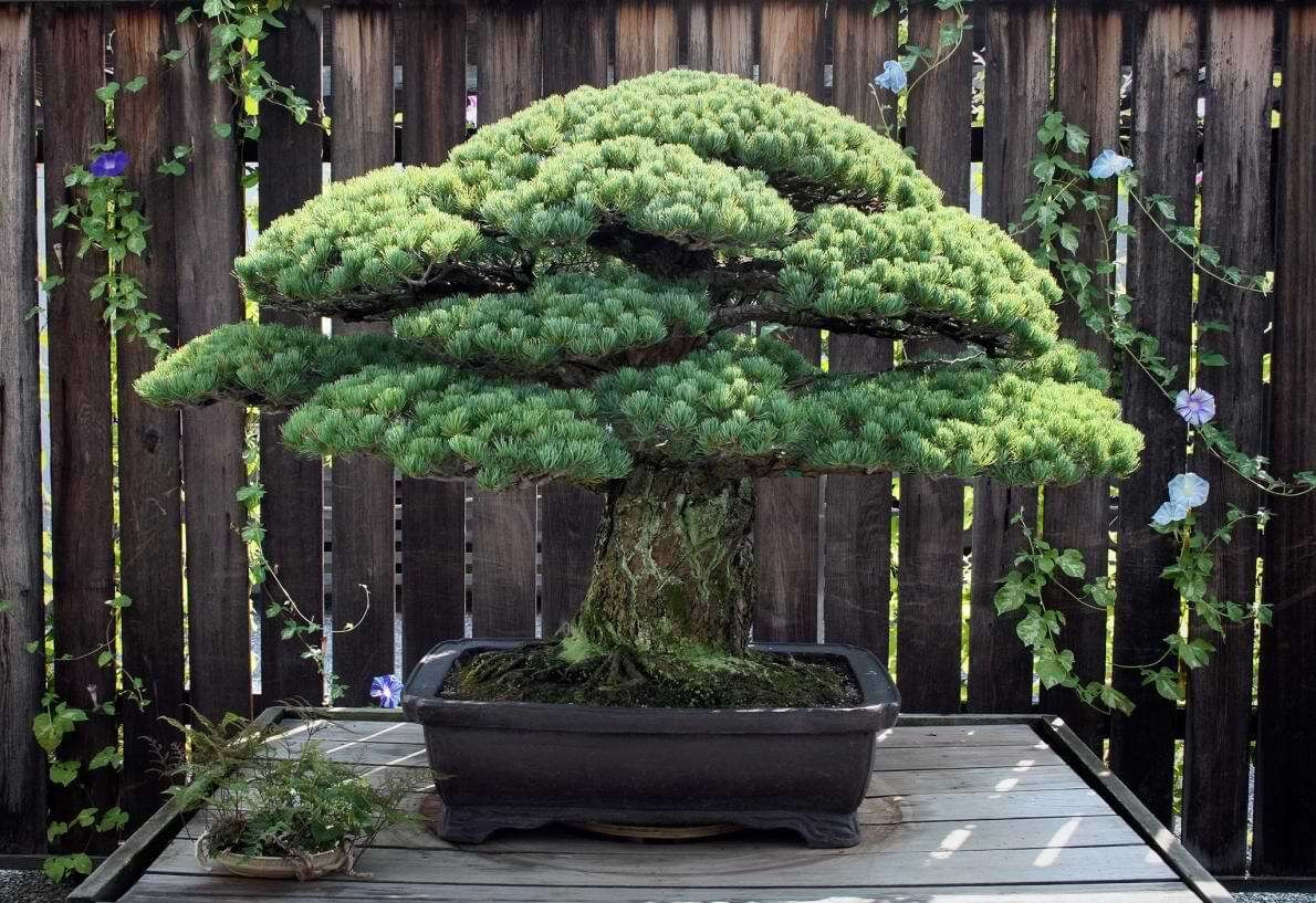 The 7 Oldest Bonsai Trees In The World – Bonsai Tree Resource
