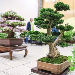 The Art Of Bonsai: Mimicking The Shape And Scale Of A Full Grown
