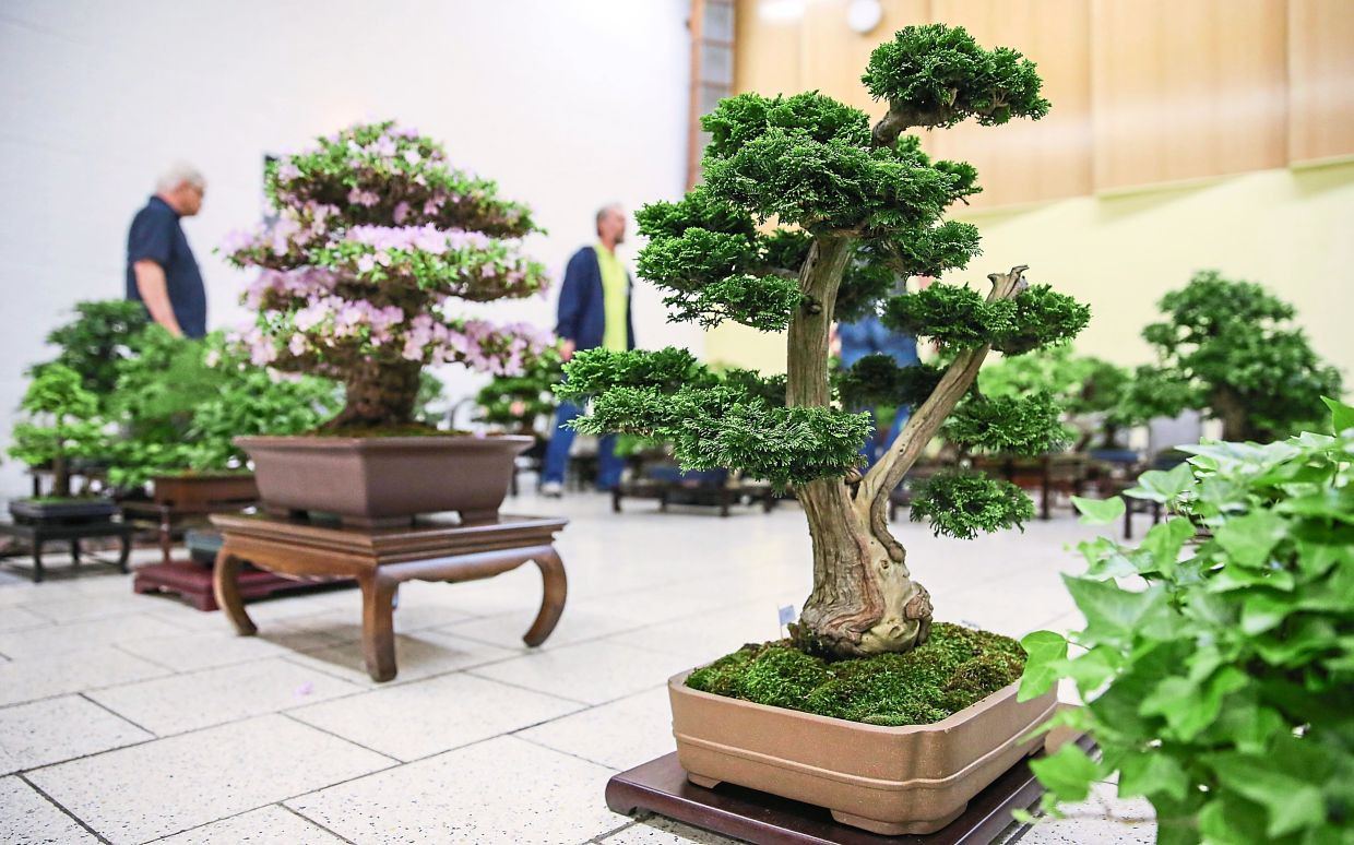 The Art Of Bonsai: Mimicking The Shape And Scale Of A Full Grown