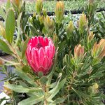 The Beautiful And Varied Blooms Of The Protea Family — Flora Grubb