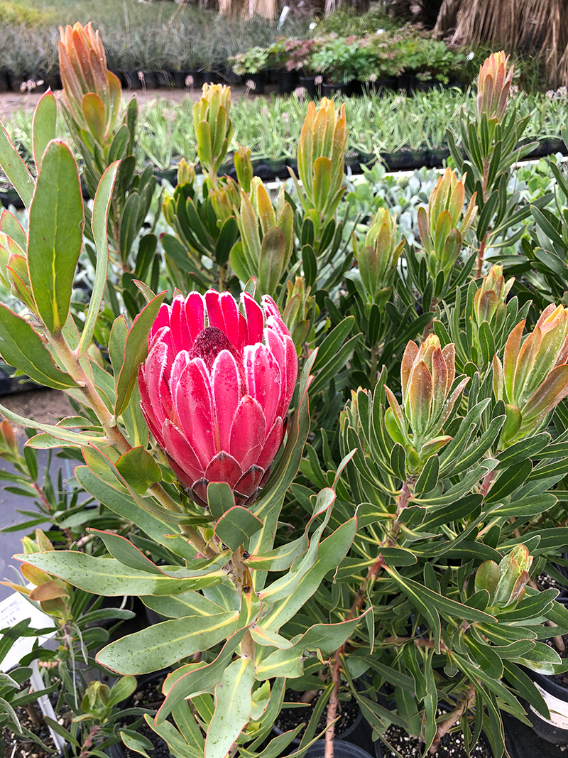 The Beautiful And Varied Blooms Of The Protea Family — Flora Grubb