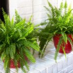 The Best Ferns To Grow Indoors | Hgtv