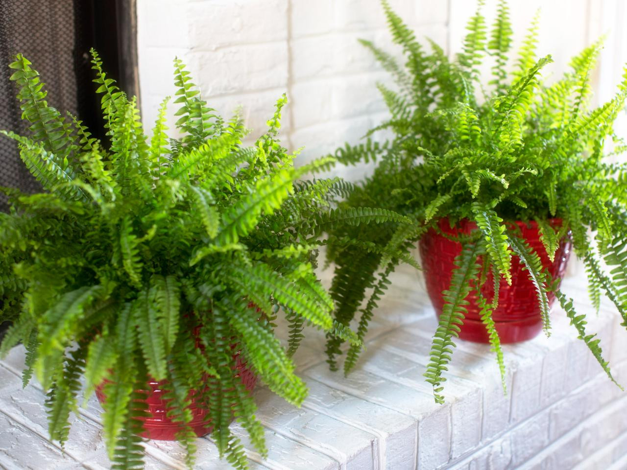 The Best Ferns To Grow Indoors | Hgtv