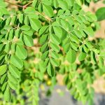 The Best Fertiliser For Moringa Tree – Safi Sarvi Organic Fertilizer