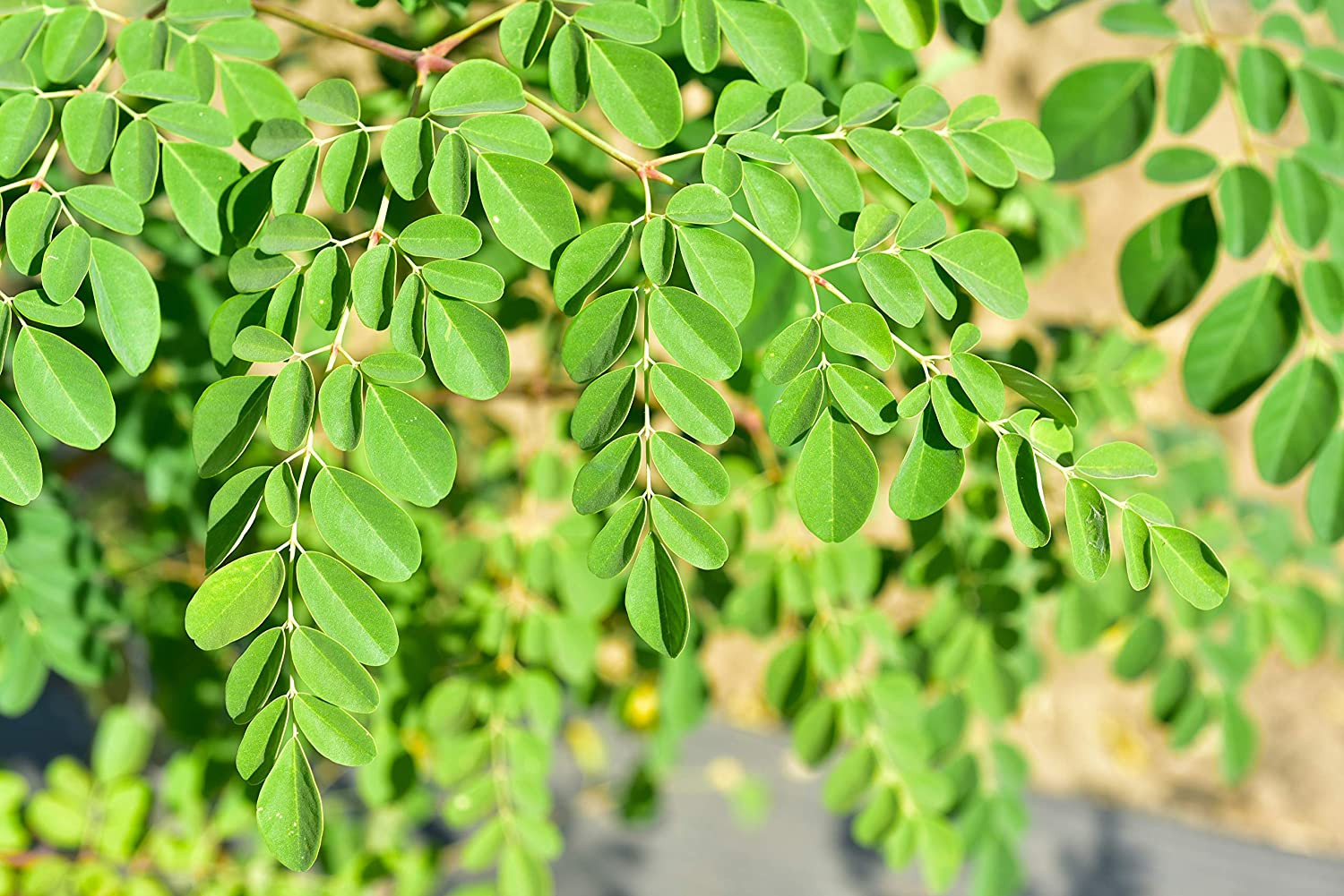 The Best Fertiliser For Moringa Tree – Safi Sarvi Organic Fertilizer