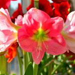 The Best Way To Plant Amaryllis Bulbs