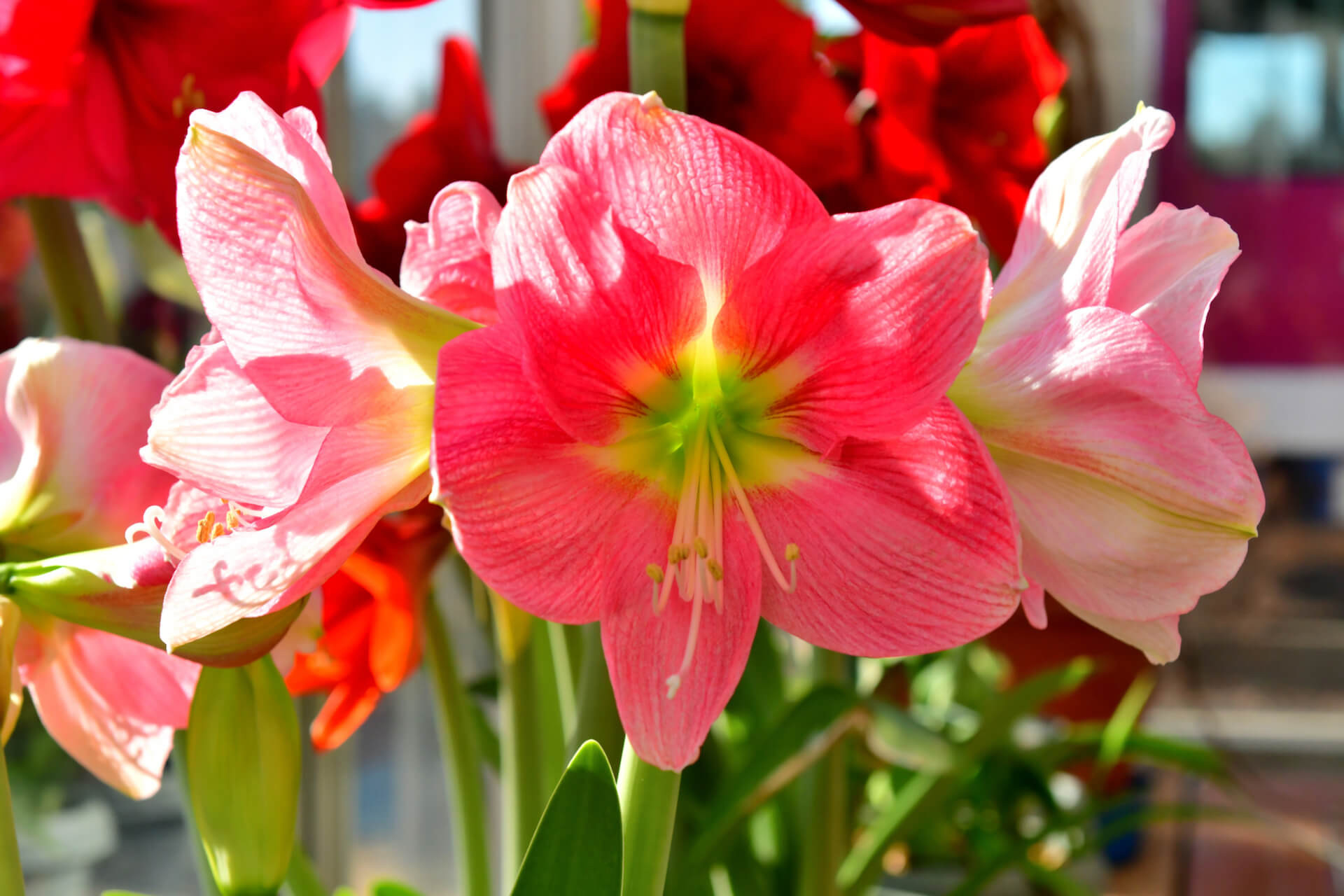 The Best Way To Plant Amaryllis Bulbs