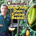 The Cocoa Plant (Theobroma Cacao 'Trinitario') – Grow Your Own Cocoa Beans  At Home!