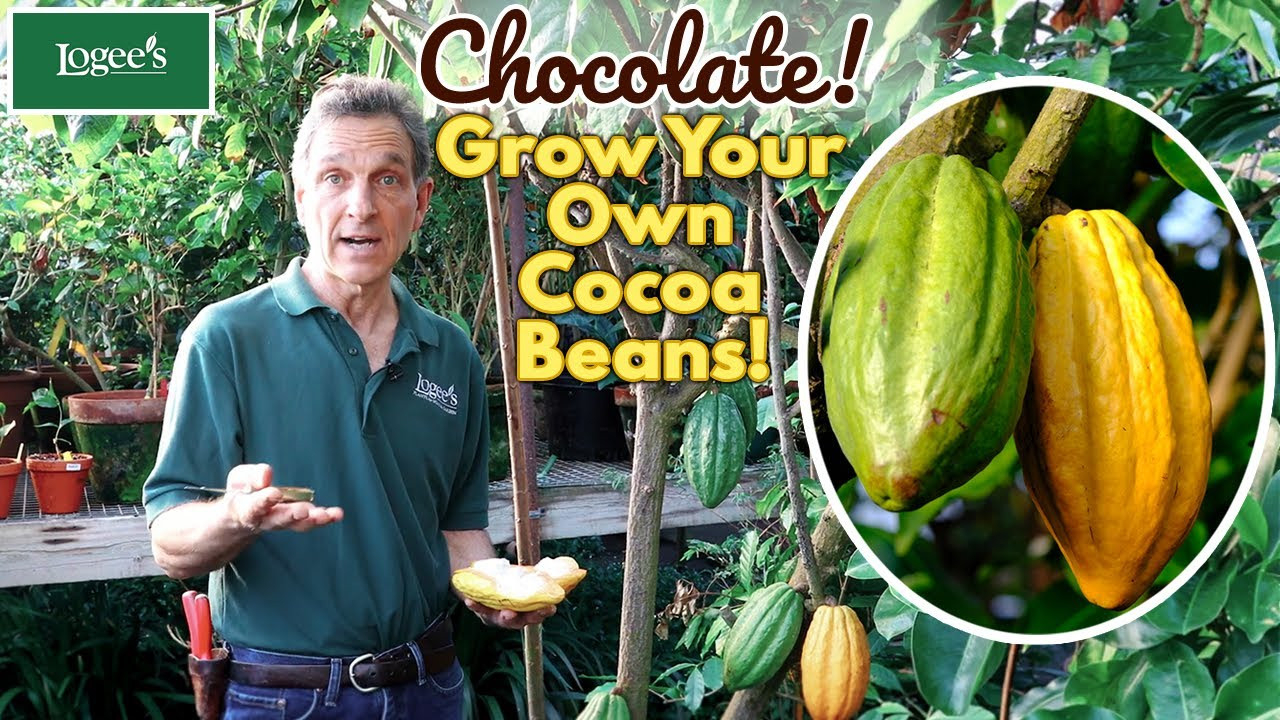 The Cocoa Plant (Theobroma Cacao 'Trinitario') - Grow Your Own Cocoa Beans  At Home!