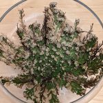 The Complete Guide To Rose Of Jericho — Gardening, Herbs, Plants
